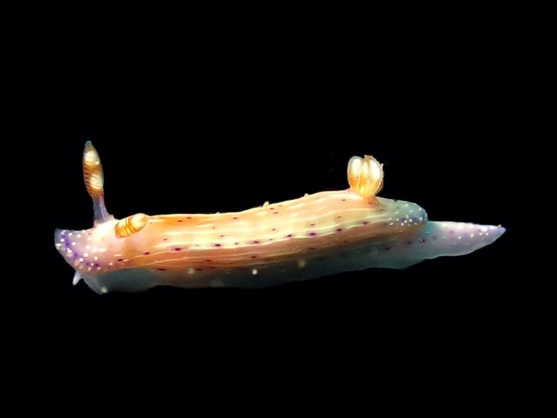 瑜钰海兔、瑜钰花兔、瑜钰彩兔、斑点多彩海蛞蝓、花氏、Hypselodoris maculosa (Pease, 1871)_花瑜钰_海富瑜