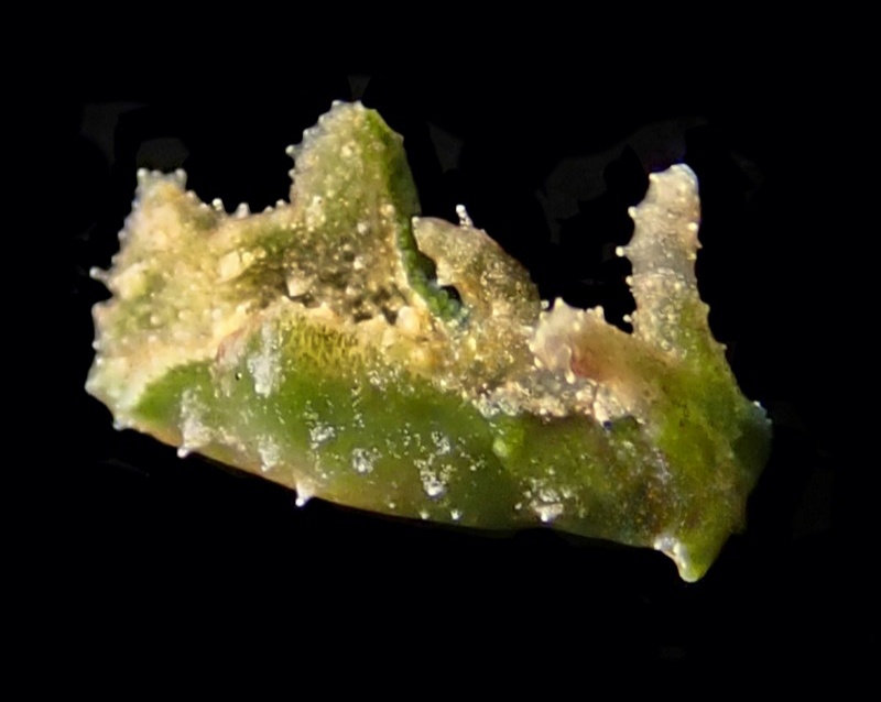 青二海兔、青二翼兔、中氏、Lomanotus sp.2_中青二_海富瑜