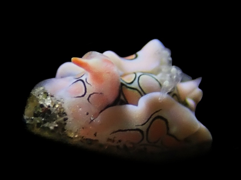 迷幻螺兔、迷幻腹翼螺、迷幻天鹅兔、天鹅氏，Sagaminopteron psychedelicum_天鹅迷幻_海富瑜