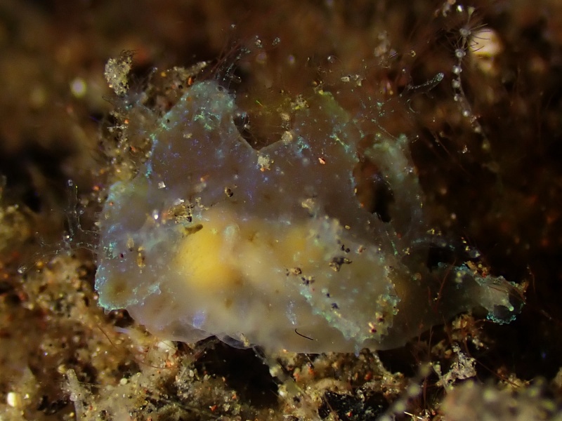 鬼魅海兔、鬼魅翼兔、脓氏、Scyllaea sp.1_脓鬼魅_海富瑜