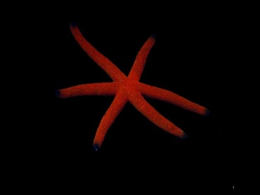 黑指红海星_老妖指海星_海富瑜