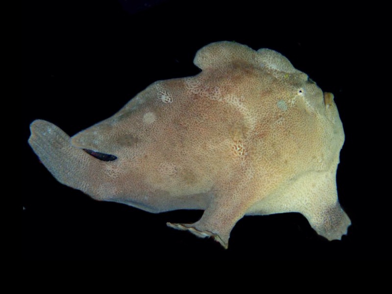 巨型躄鱼、巨型青蛙鱼、Antennarius commerson_巨型躄鱼_海富瑜
