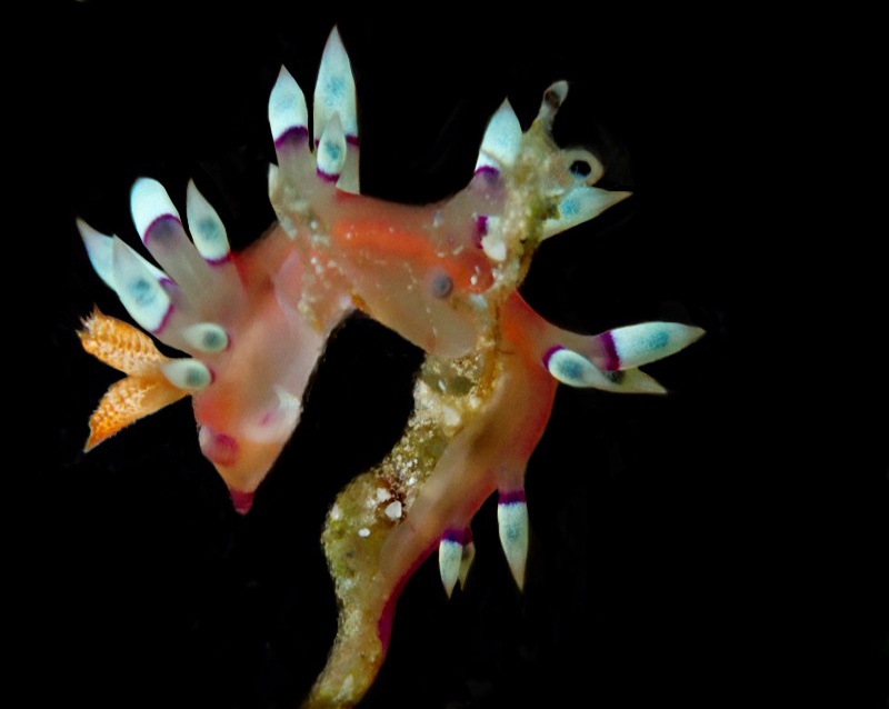 紫环米羽海兔、Flabellina exoptata_葱笔头_海富瑜