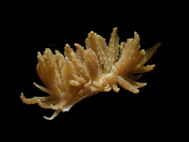 透明灰翼海蛞蝓、土凤蓑图、土凤海兔、菲娄氏、Phyllodesmium hyalinum_菲娄土凤_海富瑜