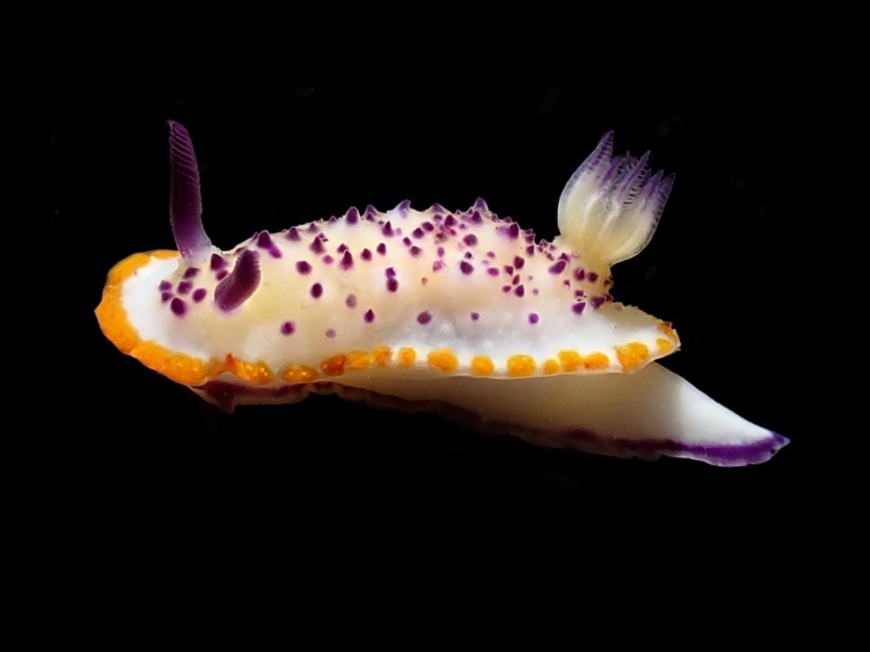 紫皇海兔、紫皇彩兔、紫皇末兔、末氏、Mexichromis mariei_末紫皇_海富瑜