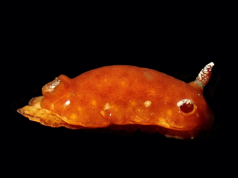 枸杞海兔、枸杞彩兔、侬氏、Noumea SP.1 _侬枸杞_海富瑜