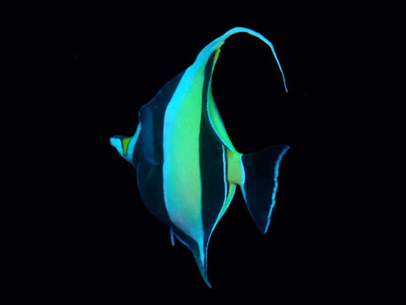 角镰鱼、Zanclus cornutus_角镰鱼_海富瑜