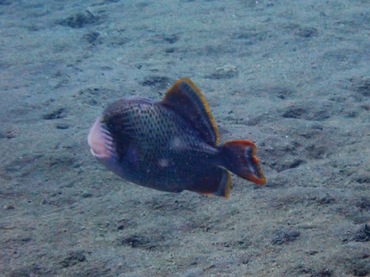 黄边炮弹、黄边副鳞鲀、Pseudobalistes flavimarginatus_黄边炮弹_海富瑜