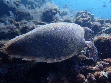 绿海龟、Chelonia mydas_绿海龟_海富瑜