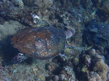 绿海龟、Chelonia mydas_绿海龟_海富瑜