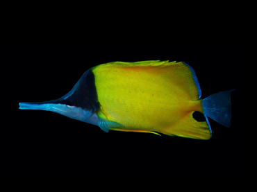 黄火箭、Forcipiger flavissimus_黄火箭_海富瑜
