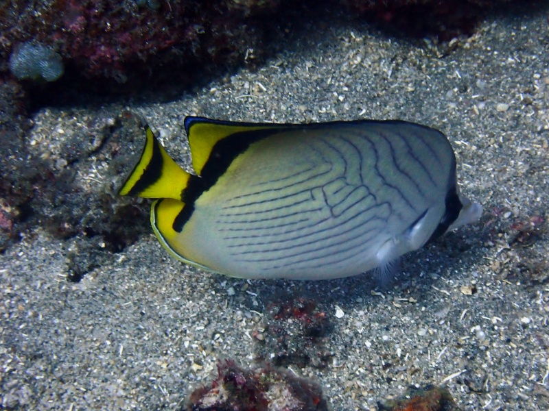 假人字蝶、Chaetodon vagabundus_假人字蝶_海富瑜