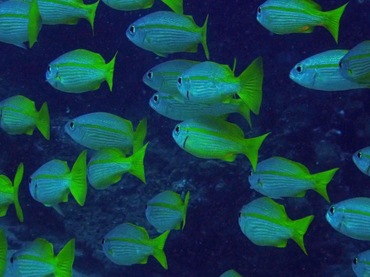线纹笛鲷、带纹笛鲷、Lutjanus lutjanus_线纹笛鲷_海富瑜