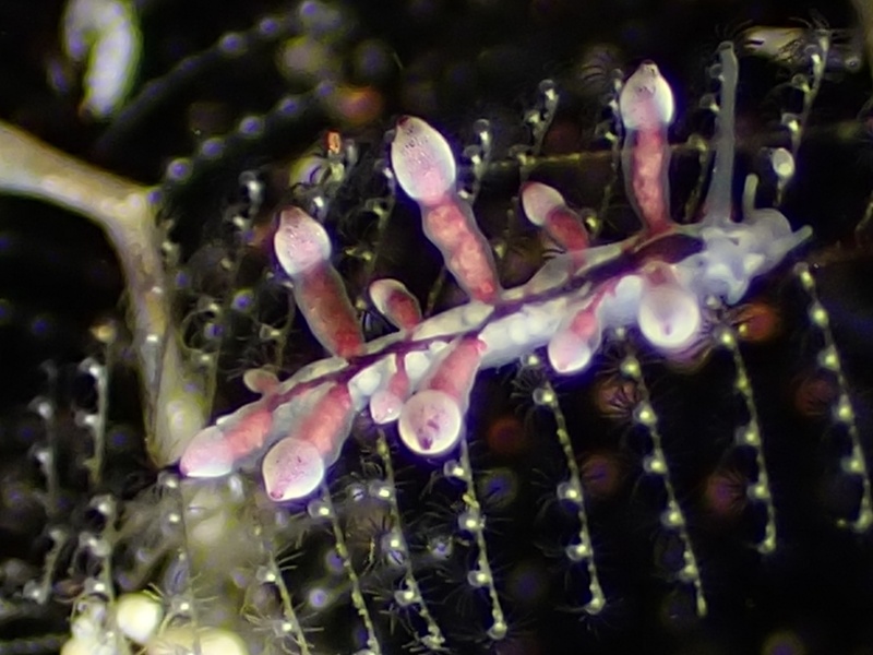 小桃灯兔、小桃海兔、灯氏、Eubranchus sp.11_灯小桃_海富瑜