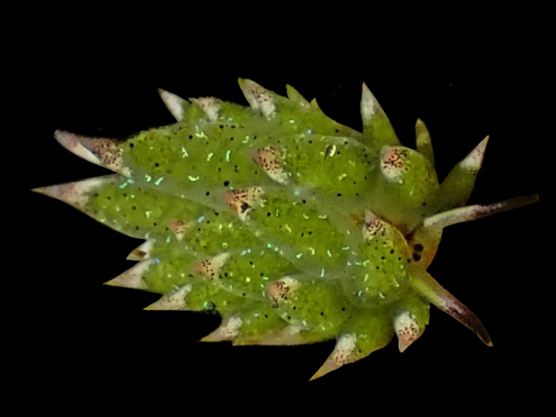 尖红海兔、尖红小绵羊、叶羊氏、Costasiella kuroshimae_叶羊尖红_海富瑜