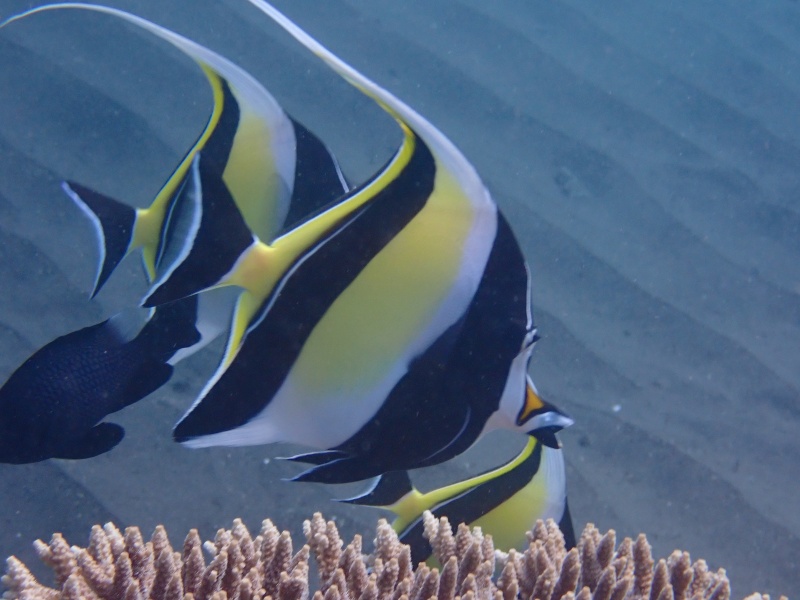 角镰鱼、Zanclus cornutus_角镰鱼_海富瑜