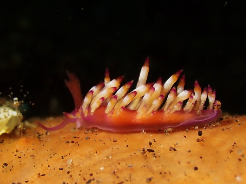 得利海兔、得利蓑兔、得利扇羽兔、得利葱兔、纤细扇羽兔、葱氏、Coryphellina delicata_葱得利_海富瑜