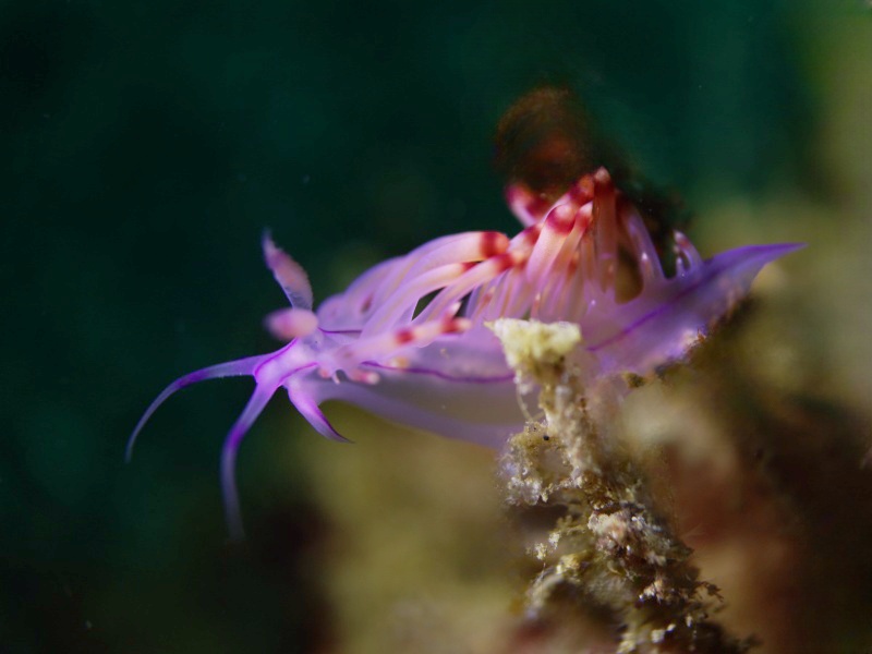 印第安头饰海兔、头饰海兔、头饰蓑兔、头饰葱兔、Coryphellina rubrolineata_葱头饰_海富瑜