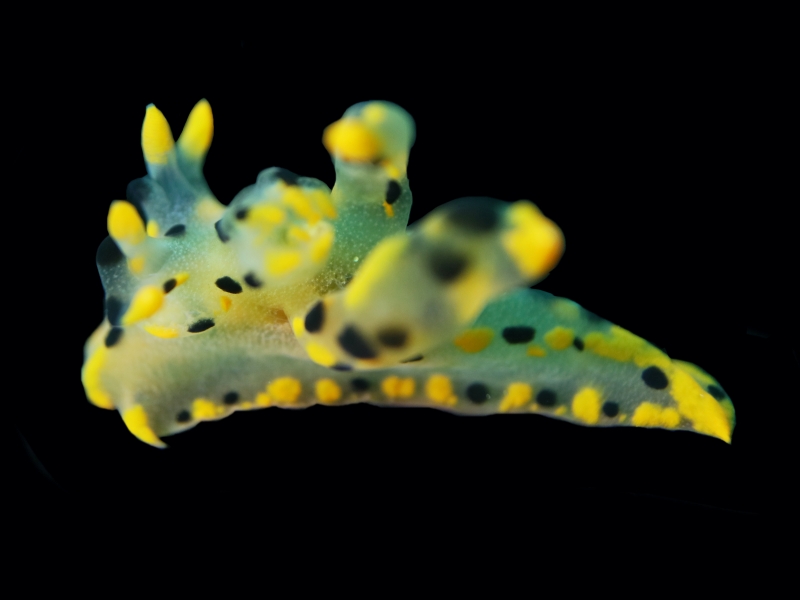 点点卡丘海兔、点点比卡丘、点点多角兔、点点虫兔、Thecacera sp_卡丘点点_海富瑜
