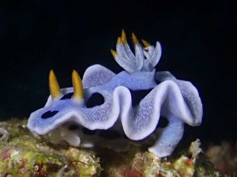 戴安娜海兔、戴安娜彩兔、Chromodoris dianae_彩戴安_海富瑜