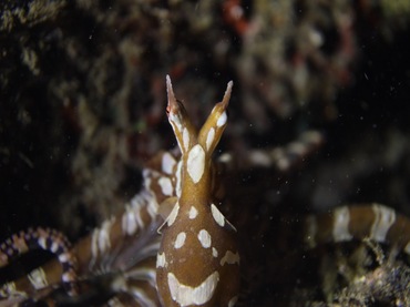 办野八爪鱼、Thaumoctopus mimicus_拟态章鱼_海富瑜