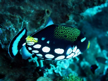 小丑扳机鱼、Balistoides conspicillum_小丑炮弹_海富瑜