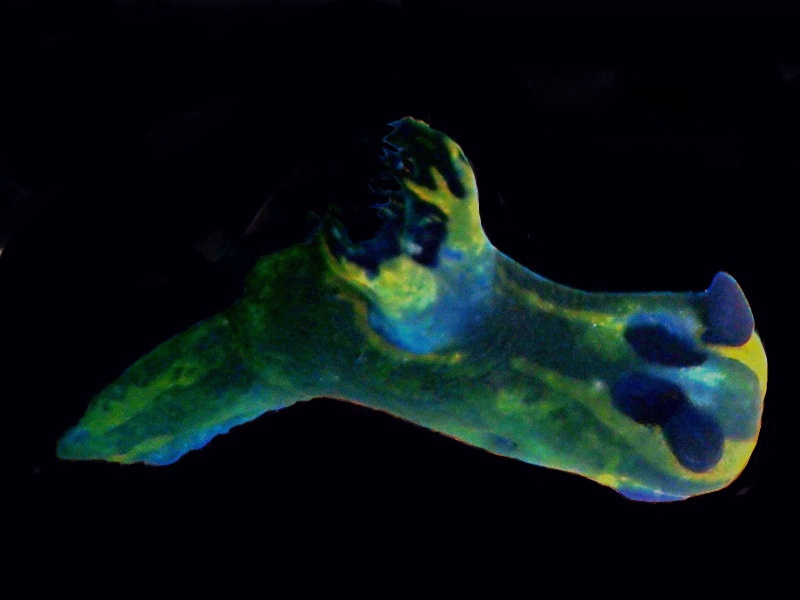 黄带黑虫海兔、Tambja fantasmalis_塔青霸_海富瑜