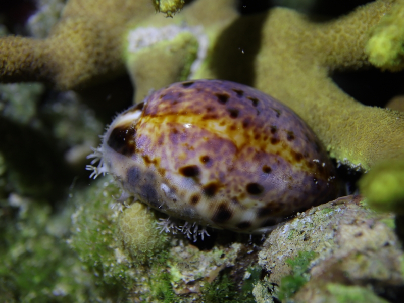山猫宝螺、Cypraea lynx_山猫宝螺_海富瑜