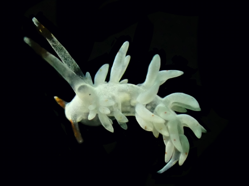 㿟羽蓑兔、㿟羽海兔、㿟羽忒兔、忒氏、Trinchesia sp._忒㿟羽_海富瑜