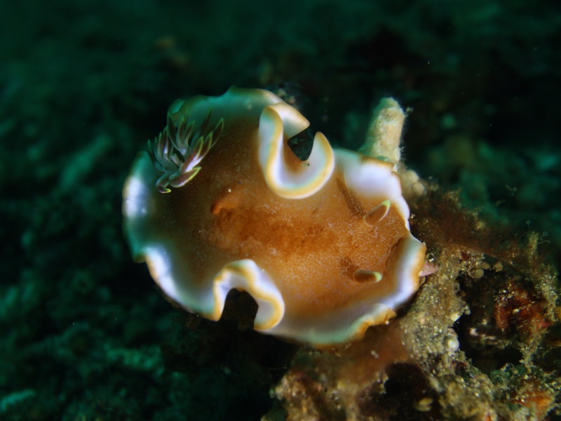 红衣海兔、红衣舞女海兔 、红衣彩兔、红衣骨娄兔、骨娄氏、Glossodoris sp11_骨娄红衣_海富瑜
