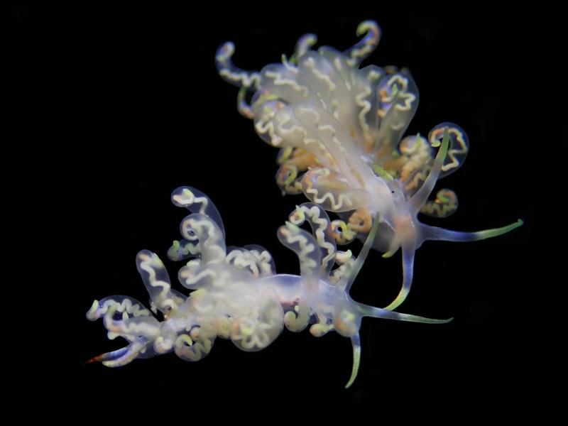 卷羽海兔、卷羽蓑兔、卷羽菲娄兔、九尾狐、菲娄氏、Undulate Phyllodesmium、Phyllodesmium undulatum_菲娄卷羽_海富瑜