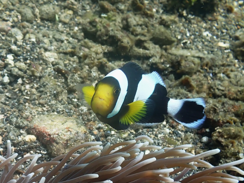 鞍斑双锯鱼、黑武士、马鞍公、鞍斑小丑、Amphiprion polymnus_鞍背小丑_海富瑜