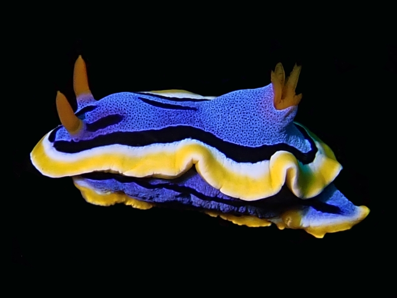 安娜海兔、安娜彩兔、蓝瑛彩兔、彩氏、Chromodoris annae_彩蓝瑛_海富瑜