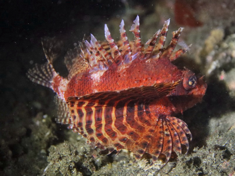红色短鳍狮子鱼、短须狮子鱼、Dendrochirus brachypterus_红短狮_海富瑜