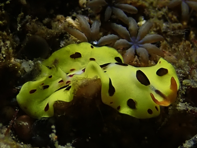 明黄扁虫、明黄扁兔、比知名扁虫_扁霉芒_海富瑜