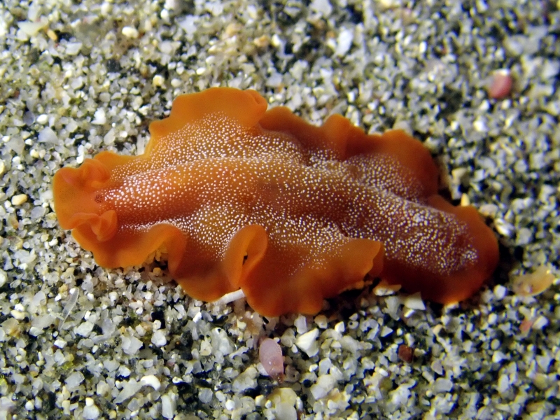 沙皇扁虫、沙皇扁兔、不知名扁虫_扁沙皇_海富瑜