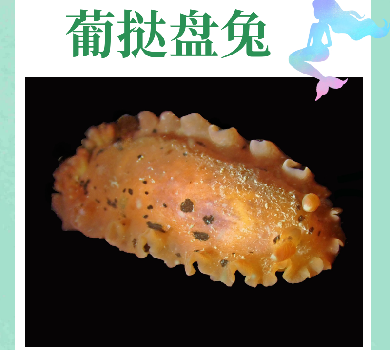 15.葡挞盘兔_珠海海兔海报_海富瑜