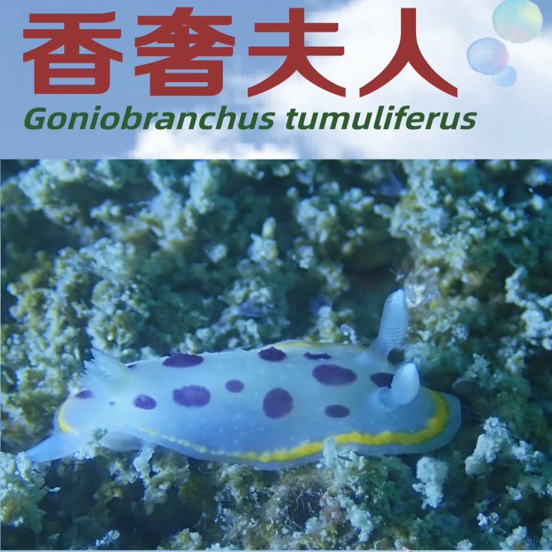 17.香奢夫人_珠海海兔海报_海富瑜