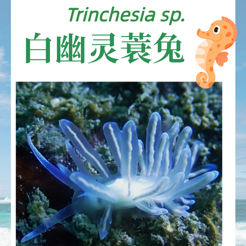 8.白幽灵蓑兔_珠海海兔海报_海富瑜