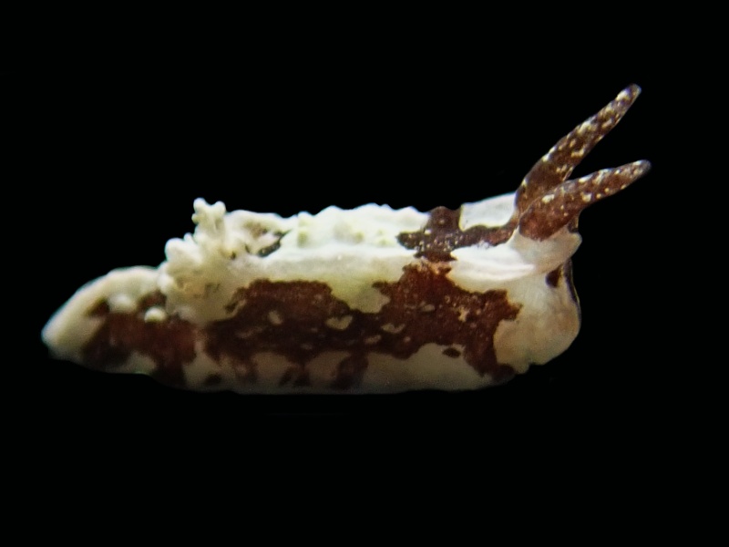 棕斑海兔、棕斑虫兔、棕斑隅兔、隅氏、White-dotted Goniodorid 、Goniodoris sp._隅棕斑_海富瑜