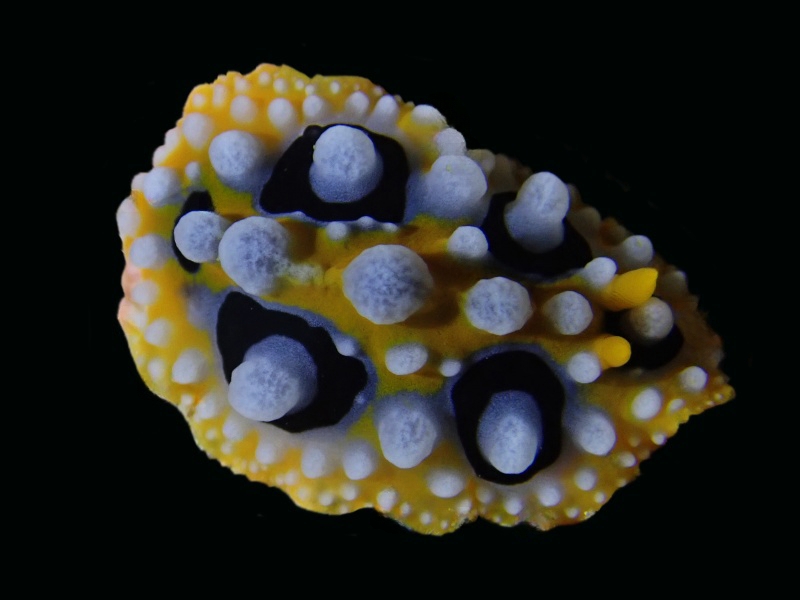 媚眼海兔、媚眼麒麟兔、金白玉海兔、麒麟氏、Phyllidia ocellata _麒麟媚眼_海富瑜