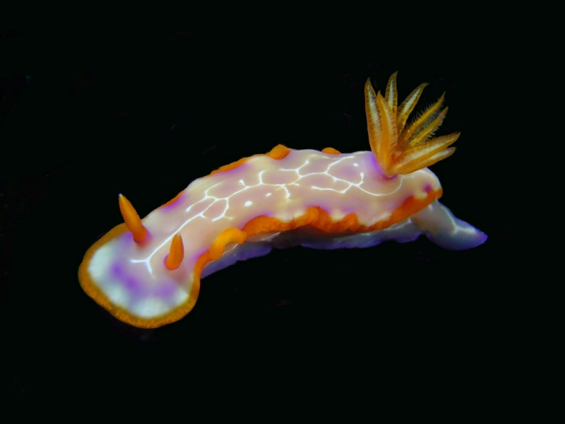 网纹海兔、网纹花兔、网纹彩兔、网纹多彩海蛞蝓、花氏、Hypselodoris iacula_花网纹_海富瑜