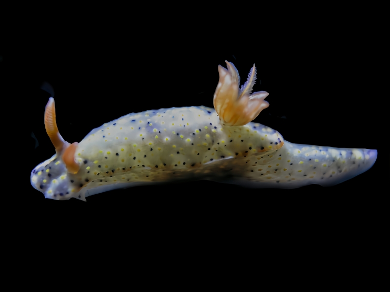 袋鼠多彩海蛞蝓、迷茫海兔、迷茫彩兔、迷茫花兔、花氏、Hypselodoris roo_花迷茫_海富瑜