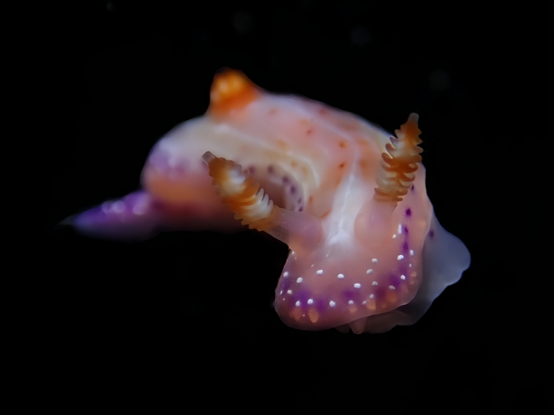 麻簇海兔、麻簇花兔、麻簇彩兔、斑点多彩海兔、花氏、Hypselodoris maculosa_花麻簇_海富瑜