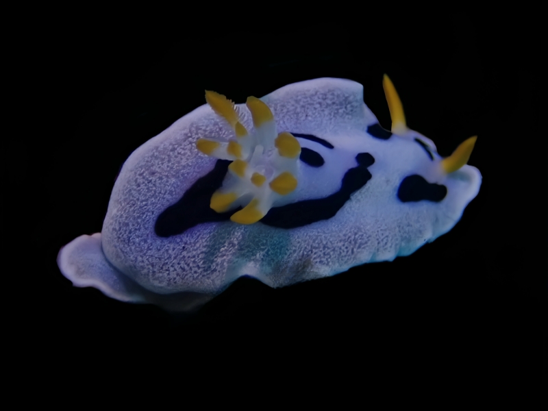 戴安娜海兔、戴安娜彩兔、彩氏、Chromodoris dianae_彩戴安_海富瑜