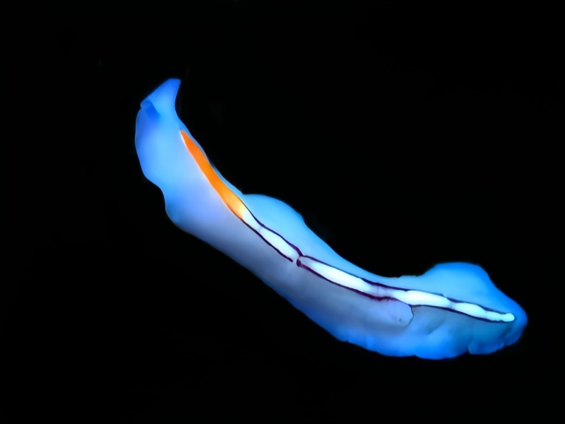 蓝幻扁虫、彩条车标扁虫、Pseudoceros bifurcus_扁蓝幻_海富瑜