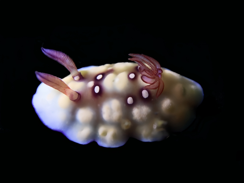 小站海兔、小站彩兔、小站多彩海蛞蝓、龚氏、Goniobranchus conchyliatus _龚小站_海富瑜