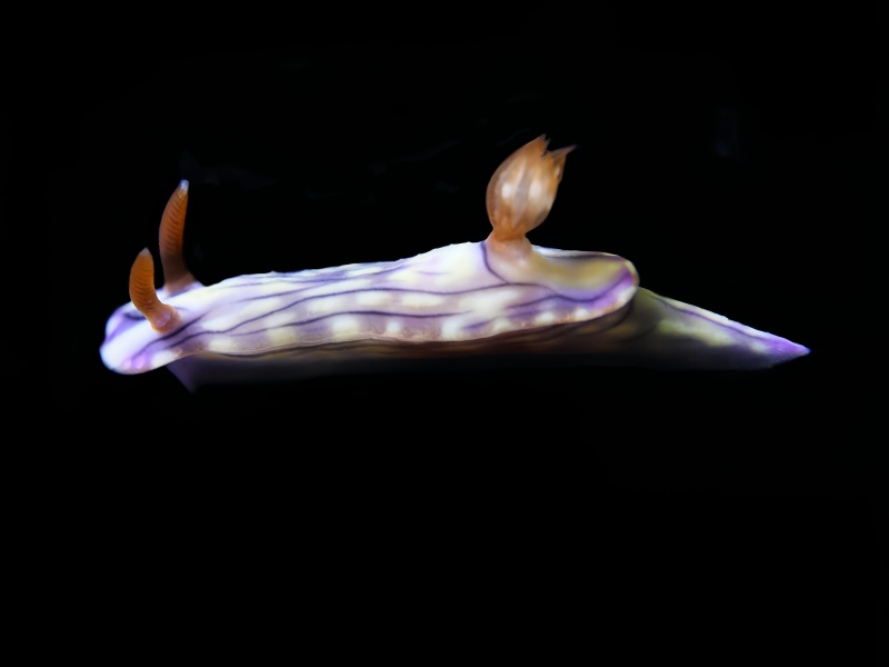 择嫔海兔、择嫔花兔、择嫔彩兔、西太平洋多彩海兔、花氏、Hypselodoris zephyra_花泽嫔_海富瑜