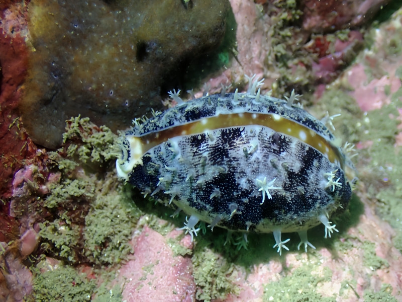 白星宝螺、Cypraea vitellus_白星宝螺_海富瑜