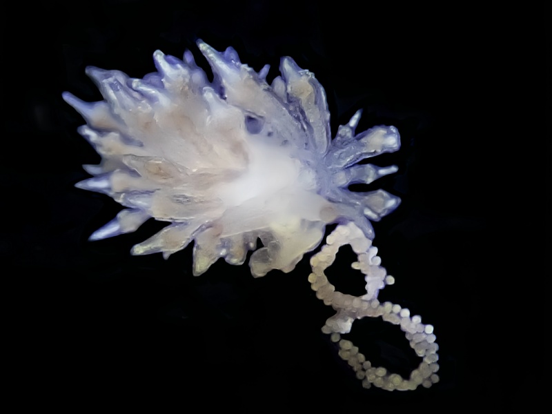 雪胆灯兔、雪胆海兔、雪胆真鳃兔、灯氏、Eubranchus sp._灯雪胆_海富瑜
